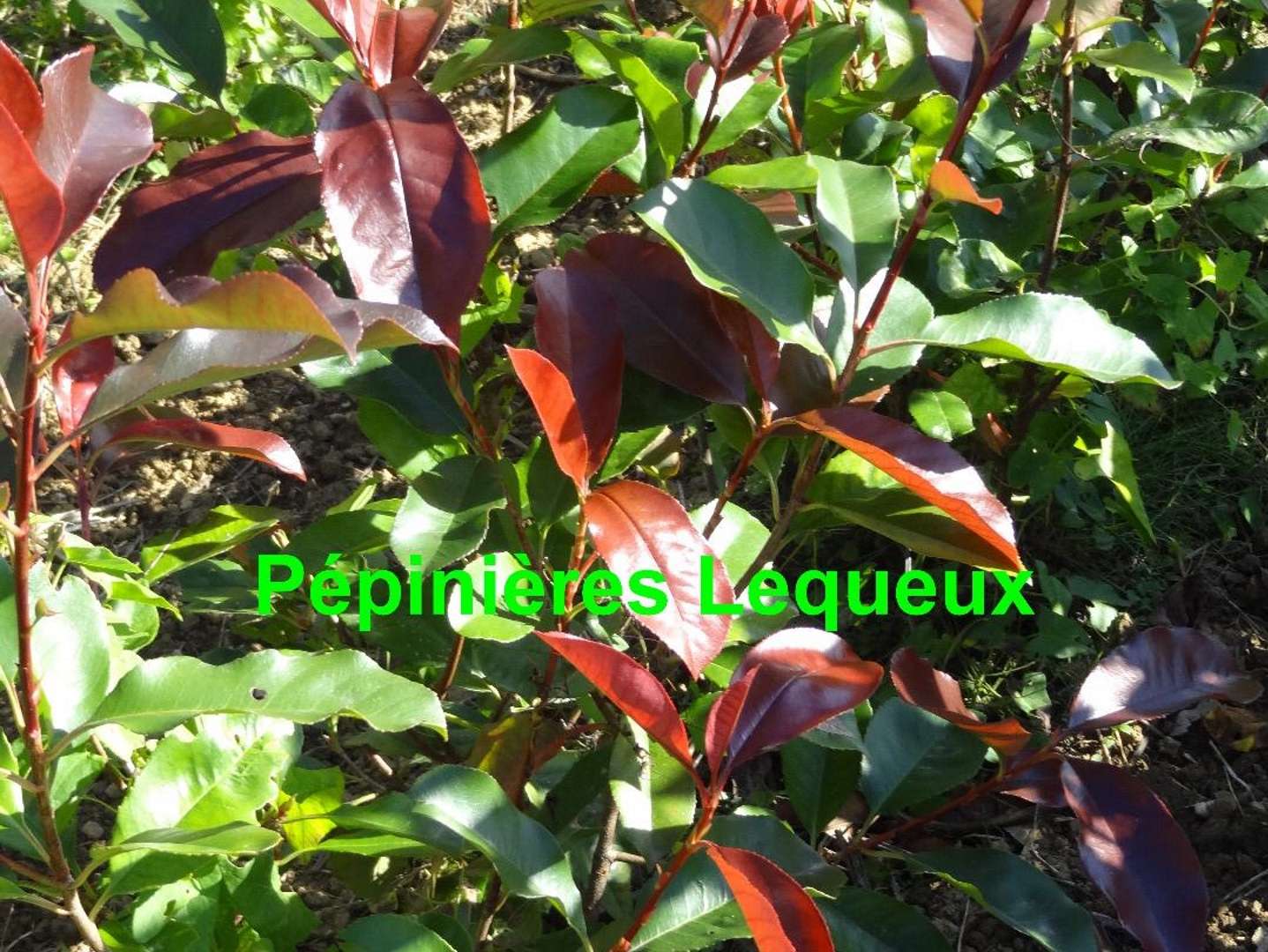 PHOTINIA FRASERI